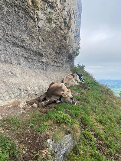 Cows 2