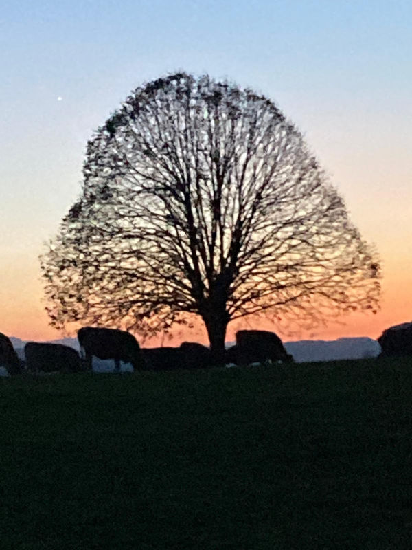 baum sonnenuntergang